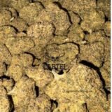 Buy midnight runtz UK