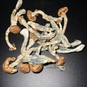 Buy tidal wave shrooms UK