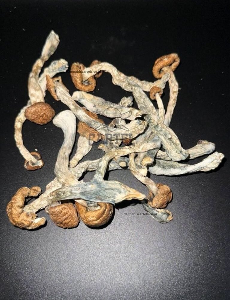 Buy tidal wave shrooms UK