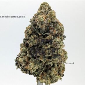 Buy Tsunami Animals strain